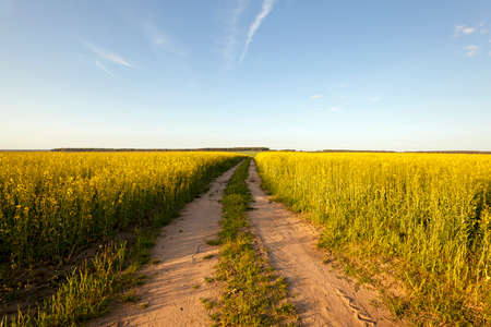 the rural not asphalted road and a field on which raising a colza. sunsetの写真素材