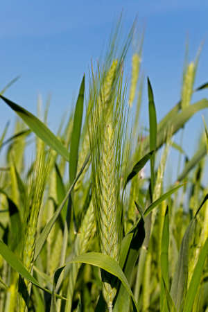 the ear of an unripe cereal photographed by a close upの写真素材