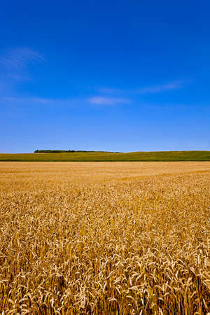 a field on which mature wheat grows.の写真素材