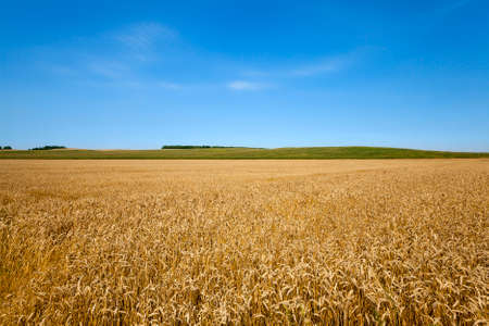 a field on which mature wheat grows.の写真素材