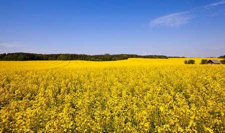 an agricultural field in which rape blossoms. Blue sky.の写真素材