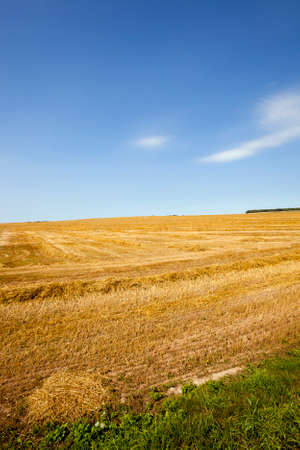 an agricultural field on which reap a crop of cerealsの写真素材