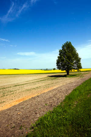 the lonely tree growing on an agricultural fieldの写真素材
