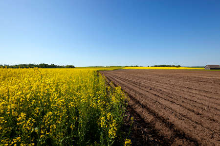 an agricultural field on which grow up potatoes and a colza. springの写真素材