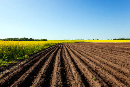 an agricultural field on which the colza and potatoes growsの写真素材
