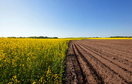 an agricultural field on which grow up potatoes and a colza. springの写真素材