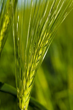 the ear of an unripe cereal photographed by a close upの写真素材