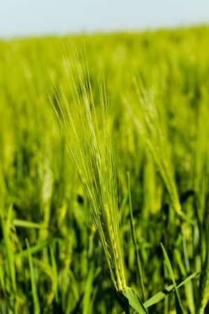 the ear of an unripe cereal photographed by a close upの写真素材
