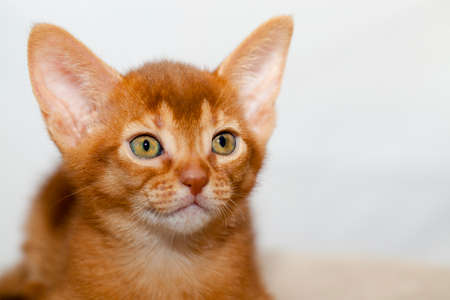 photographed by a close up a little Abyssinian kittenの写真素材