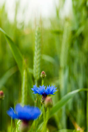 the flowers of cornflowers photographed by a close up. small depth of sharpnessの写真素材
