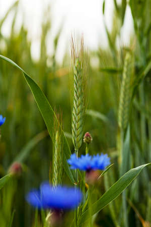 the green wheat photographed by a close up. with wheat grows cornflowersの写真素材