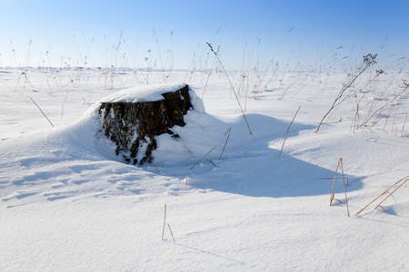 photographed closeup stump in the winter time. covered in snowの写真素材
