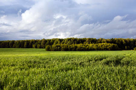an agricultural field on which grow up green oatsの写真素材