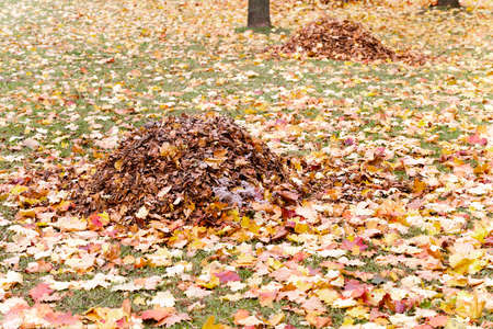 the autumn foliage which fell from trees and collected in heapsの写真素材