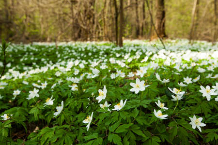 one of the first spring flowers photographed by a close upの写真素材