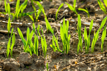 the sprouts of recently ascended wheat photographed by a close up. small depth of sharpness. focus...