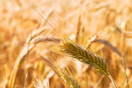 an agricultural field on which grow up cerealsの写真素材