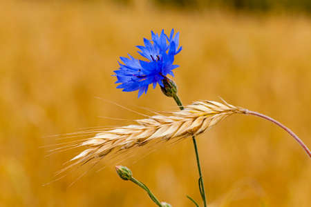 the blue cornflower, growing in a field together with ripened wheatの写真素材