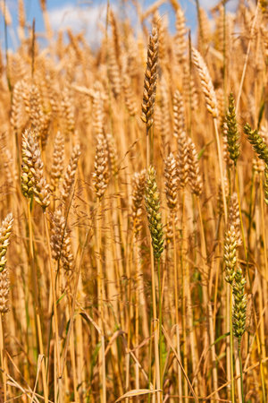 the photo a close up of ears of a rye. small depth of sharpness