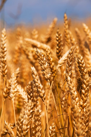 rye ears which have to ripen soon. small depth of sharpness