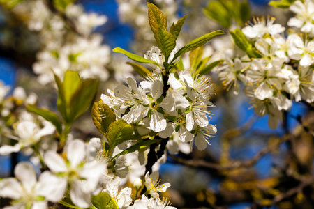 photographed by a close up the blossoming tree