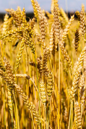 an agricultural field on which grow up cerealsの写真素材