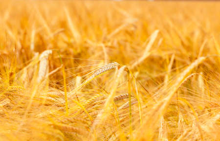 an agricultural field on which grow up cerealsの写真素材