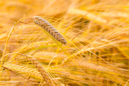 an agricultural field on which grow up cerealsの写真素材