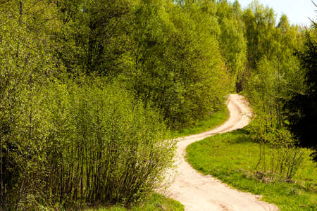 not asphalted road in the wood. summertime of yearの写真素材
