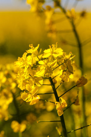 the blossoming colza photographed by a close up