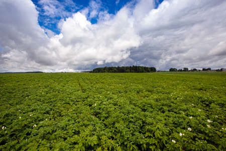 potatoes growing on an agricultural field. focus in the shot centerの写真素材
