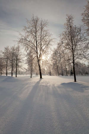 trees covered with snow. in winter seasonの写真素材
