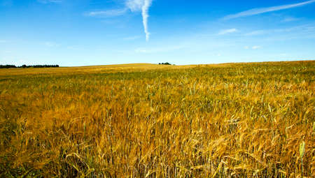 an agricultural field on which grow up the ripened cerealsの写真素材