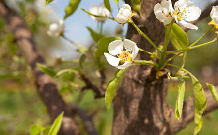 the white flowers which have appeared on a fruit treeの写真素材