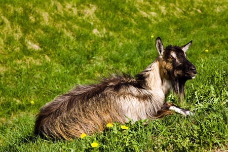 the goat lying on a grass. spring seasonの写真素材