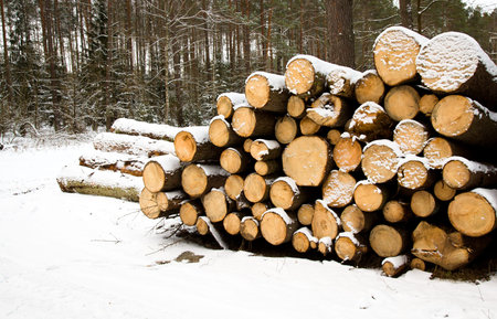 the trees cut and put together in a winter season