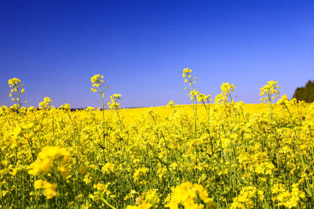 agricultural field on which grow up a colzaの写真素材