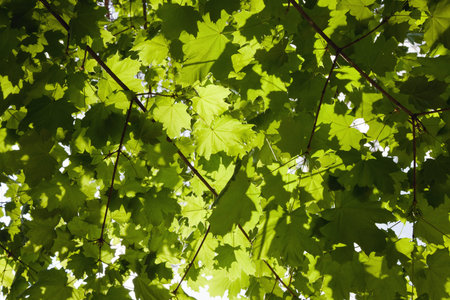 the trees growing in the wood. summertime of year. foliage
