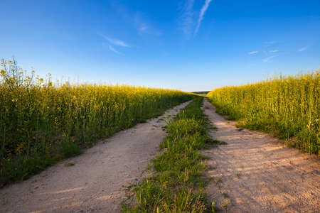 rural road passing through a field on which grows rapeseedの写真素材