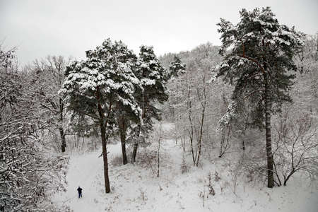 the trees growing in the wood in a winter seasonの写真素材