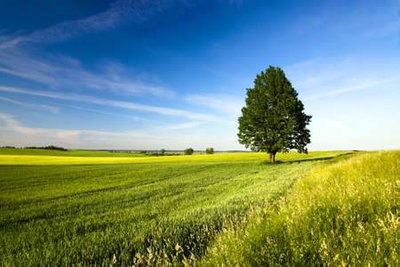 tree growing in a field in summerの写真素材