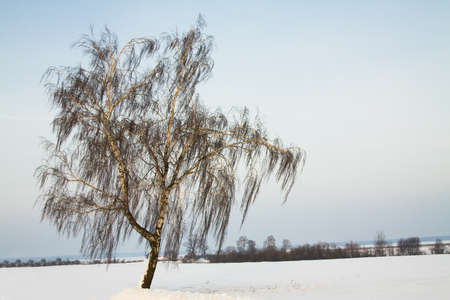 the tree growing in the territory of a field. one tree close upの写真素材