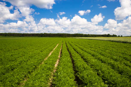 agricultural field where grown carrotsの写真素材