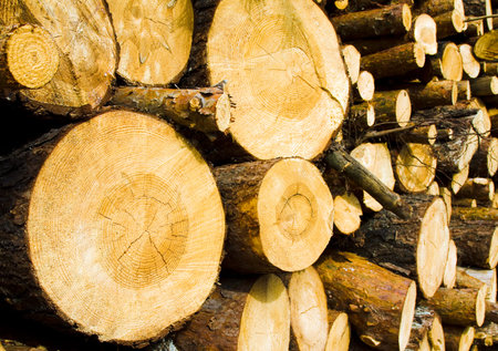 the sawed-down trees used for logs