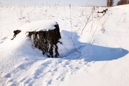 fallen tree covered with snow. Winterの写真素材