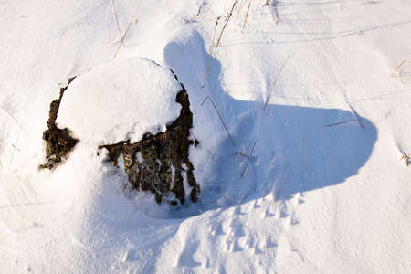 fallen tree covered with snow. Winterの写真素材