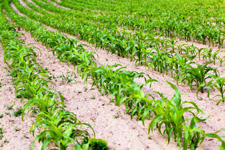 an agricultural field on which the corn grows in ranksの写真素材