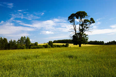 an agricultural field on which bushes and trees growの写真素材