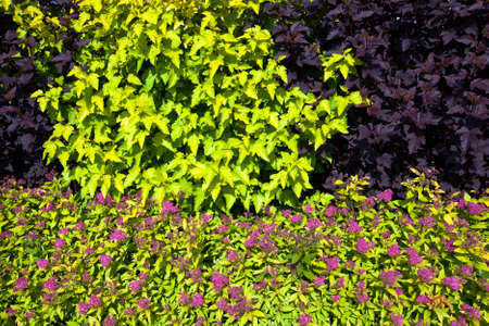 various bushes of plants growing together. spring seasonの写真素材