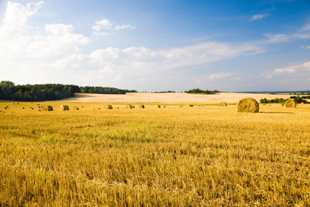 field, on which grow grain during harvest company